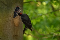 Datel cerny - Dryocopus martius - Black Woodpecker 0464